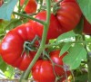 Tomato Pantano Rimskiy